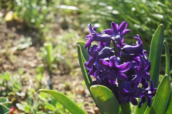 花言葉が「助けて」の花は何の花？怖くて面白い花言葉の世界