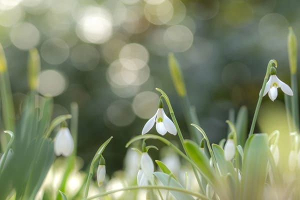 【花言葉】自由・自分らしく・希望など「前向き」になる花言葉まとめ