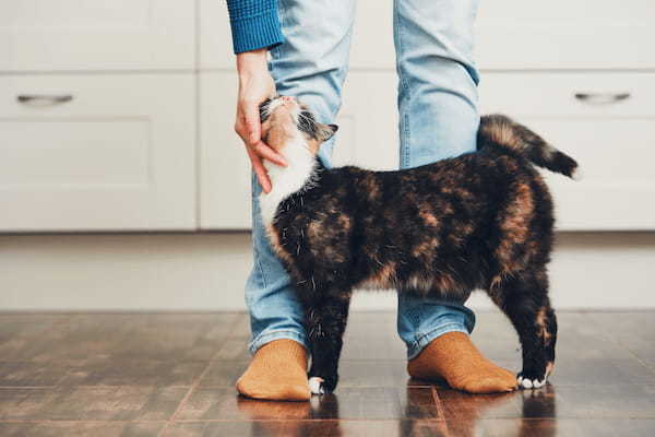 猫のトイレトレーニング注意点！適切な置き場所やおすすめの猫用トイレも