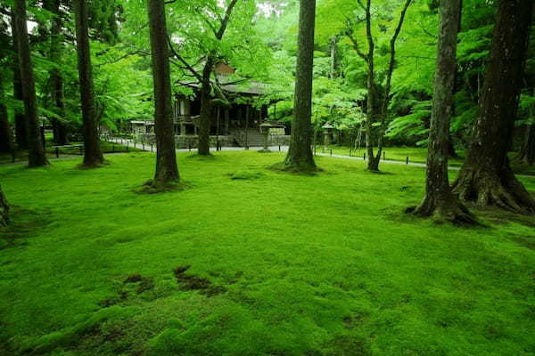 京都のおすすめ苔寺5選！美しい苔の庭が広がる名所特集1.jpg