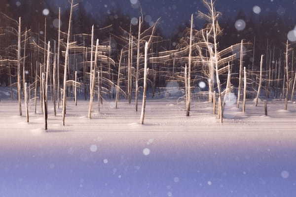 静かな森で雪と光の演出を、北海道・美瑛の青い池ライトアップ1.jpg