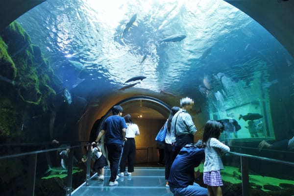 東京近郊の人気水族館11選！カップルのデートにもおすすめ