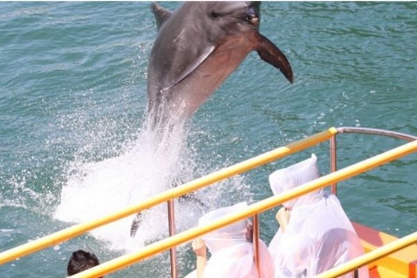 イルカが頭上を飛び越える！イルカとの距離がとにかく近い水族館って？