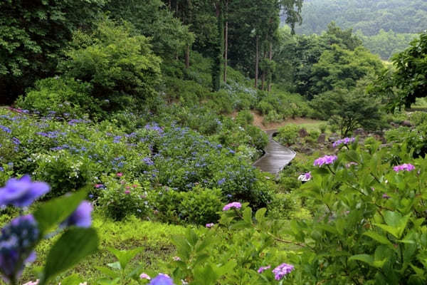 【関東】7月のおすすめ花畑18選！7月に見頃を迎える花の名所ガイド