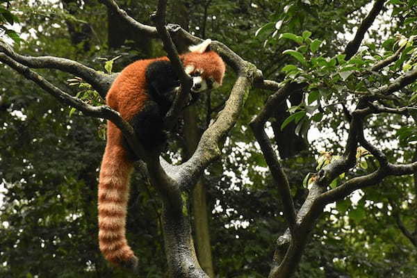 多摩動物公園で会えてよかった15種の動物たち