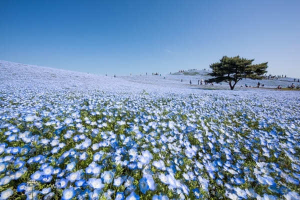 全国のおすすめ花畑85選！一面に絶景が広がる花の名所ガイド