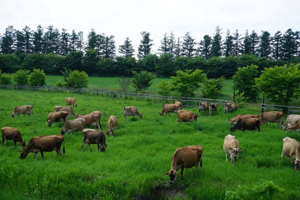 北海道のおすすめ動物園13選！動物に会える人気スポット特集