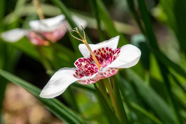 花言葉が「助けて」の花は何の花？怖くて面白い花言葉の世界