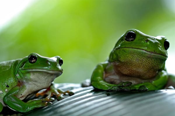 「蛙」を使ったことわざ・慣用句・四字熟語11選！その意味や使い方も！