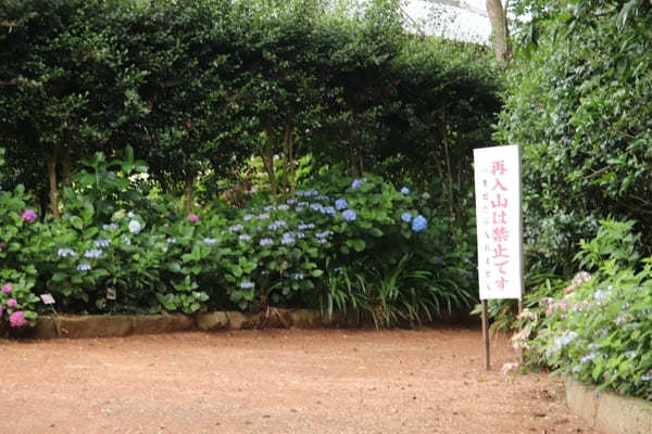 【茨城】山肌に1万株の紫陽花！二本松寺の見どころ7選