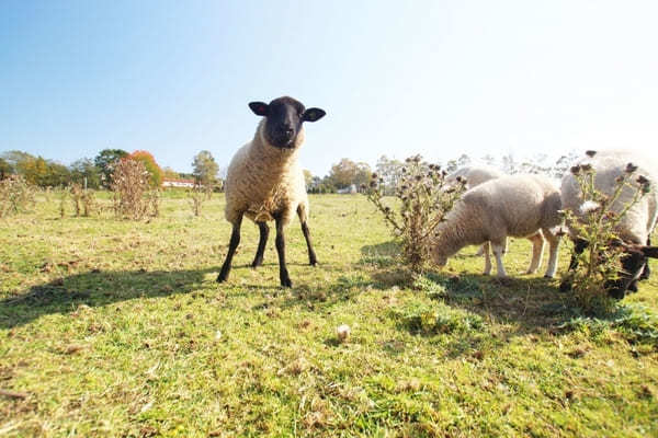 北海道のおすすめ動物園13選！動物に会える人気スポット特集