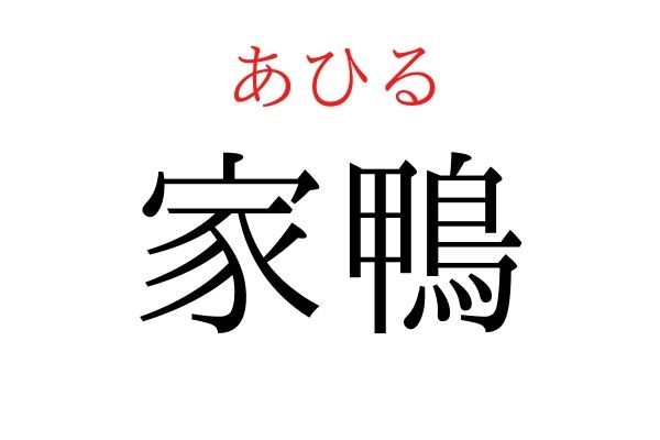 【読めたらすごい】「家鴨」何て読む？