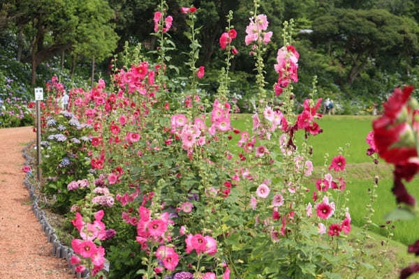 【茨城】山肌に1万株の紫陽花！二本松寺の見どころ7選