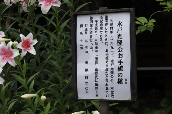 【茨城】山肌に1万株の紫陽花！二本松寺の見どころ7選