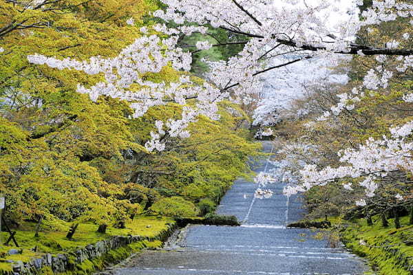 【2022年度版】京都嵐山エリア・嵐電沿いのおすすめ桜スポット