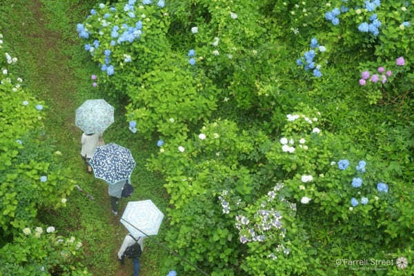 雨だって出かけたい！「紫陽花」と「アマゾンの巨大魚」と「和文化」な一日【栃木】