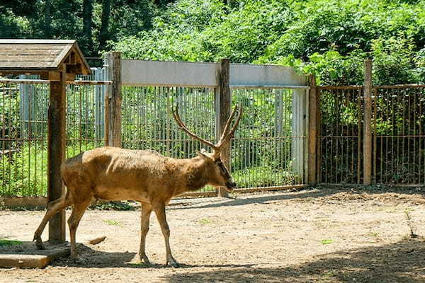 多摩動物公園で会えてよかった15種の動物たち