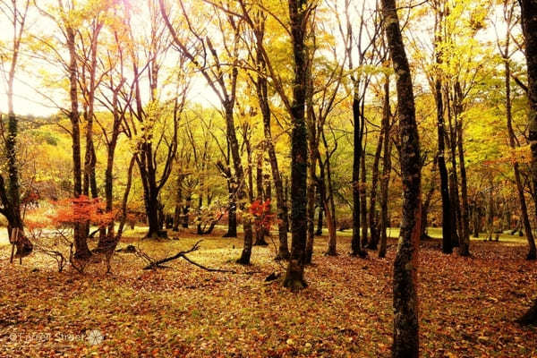 圧巻の紅葉も！リフレクションが美しい観音沼森林公園【福島】