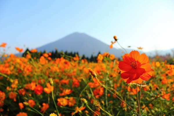 全国のおすすめ花畑85選！一面に絶景が広がる花の名所ガイド