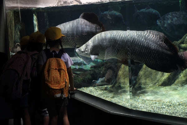 東海の人気水族館TOP16！みんなが行っている水族館ランキング