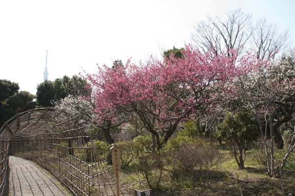 春の訪れを感じさせる！東京23区内でおすすめの梅の名所8選