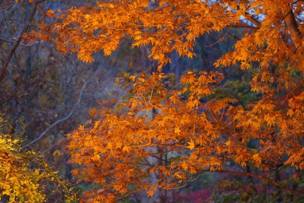 【群馬県】国指定名勝「桜山公園」を包み込む紅葉ライトアップと冬桜のコラボを見に行こう