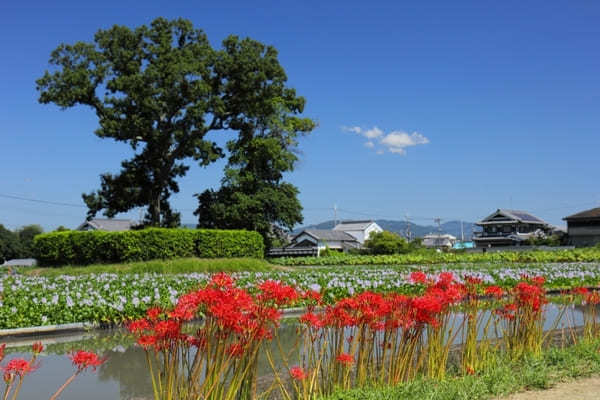 全国のおすすめ花畑85選！一面に絶景が広がる花の名所ガイド