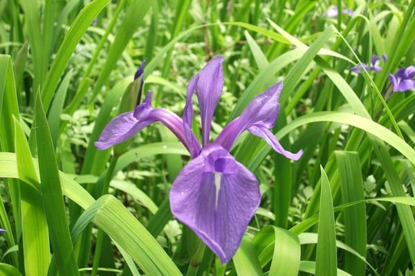 花言葉が「助けて」の花は何の花？怖くて面白い花言葉の世界