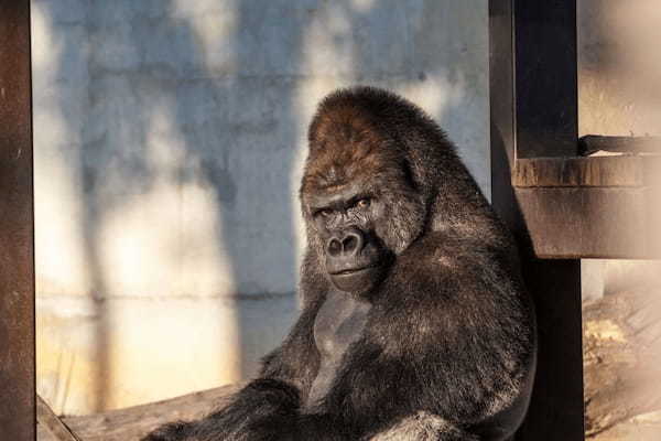 【2021年版】全国の人気動物園TOP19！みんなが行った動物園ランキング1.jpg