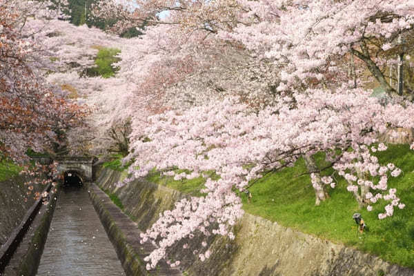 【滋賀・大津】うさぎ好きさん必見！三尾神社