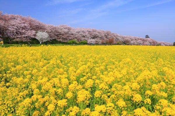 全国のおすすめ花畑85選！一面に絶景が広がる花の名所ガイド