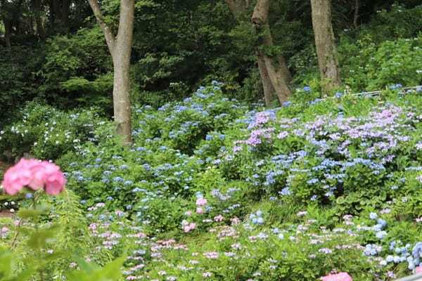 【茨城】山肌に1万株の紫陽花！二本松寺の見どころ7選