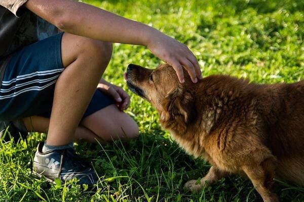 犬の生まれ変わり体験実例をご紹介！見逃せない愛犬の生まれ変わりサインを解説