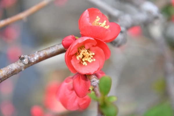 【花言葉】自由・自分らしく・希望など「前向き」になる花言葉まとめ