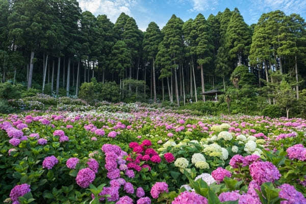 【関東】7月のおすすめ花畑18選！7月に見頃を迎える花の名所ガイド