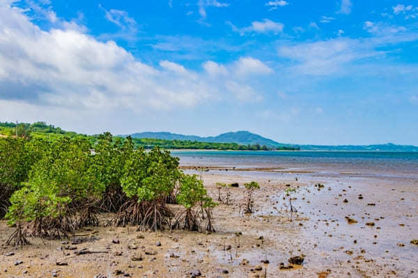 【やまんぐぅ〜】のカヤックツアーで「宮良川のヒルギ林」を冒険！（石垣島）