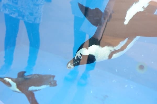 【香川】四国最大の海のミュージアム「四国水族館」5つの見どころガイド