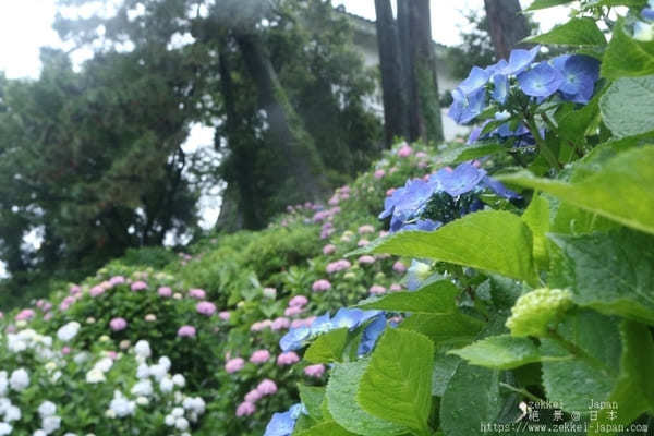 【神奈川】難攻不落の城「小田原城」の見所と御城印