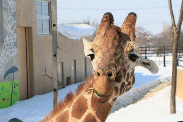 行動展示で大人気！大人もハマる「旭山動物園」徹底ガイド