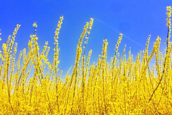 【花言葉】自由・自分らしく・希望など「前向き」になる花言葉まとめ