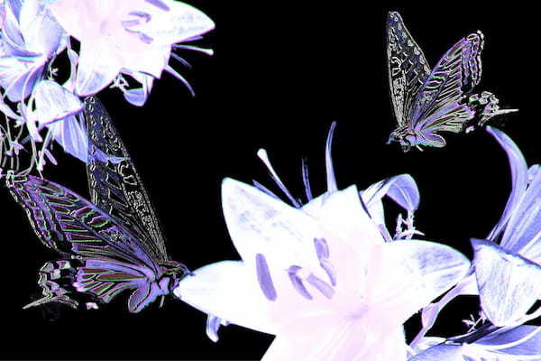 白い蝶のスピリチュアルな意味は天の加護？蝶が伝える幸運メッセージ