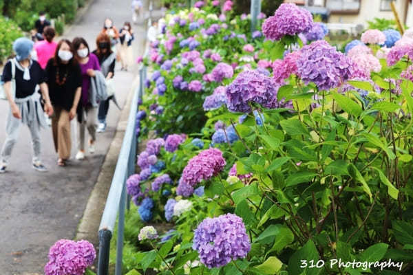 仙台のあじさい寺！資福寺で紫陽花を楽しもう