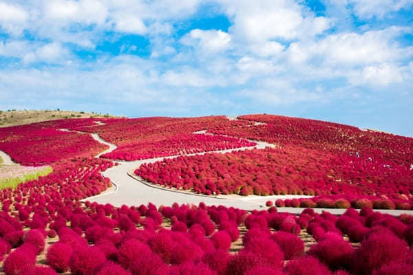 全国のおすすめ花畑85選！一面に絶景が広がる花の名所ガイド