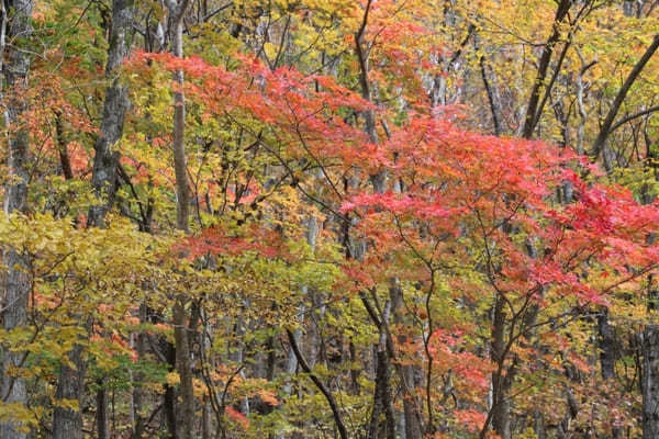 東北で人気の渓谷・峡谷TOP10！みんなが行っている渓谷・峡谷ランキング