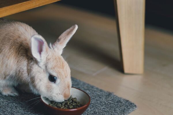 うさぎのお世話をペットシッターに頼もう！お世話の内容や事前準備、注意点を紹介