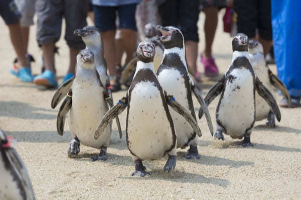 九州の人気水族館TOP8！旅行好きが行っている水族館ランキング