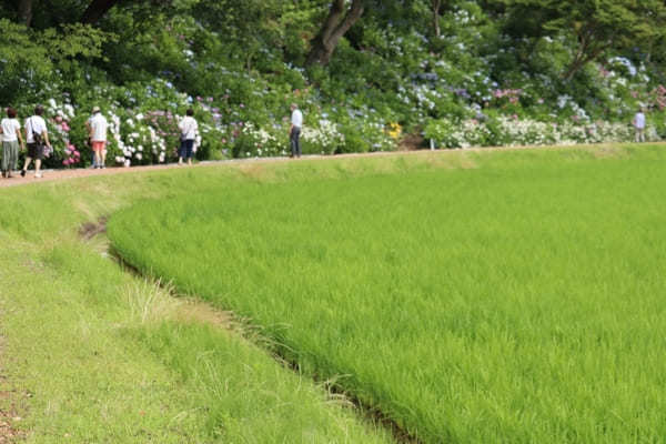 【茨城】山肌に1万株の紫陽花！二本松寺の見どころ7選