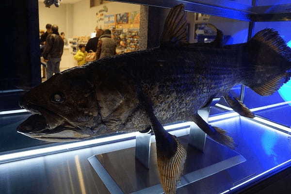 静岡の人気水族館TOP6！県内の水族館をランキングで一挙紹介1.jpg