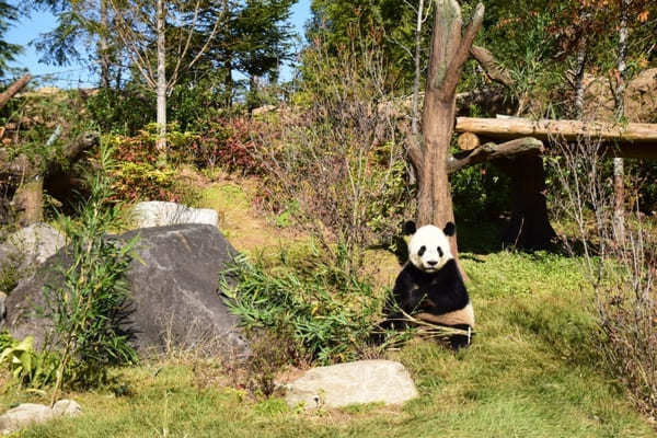 2022年1月双子パンダ公開！抽選と観覧方法【上野動物公園】