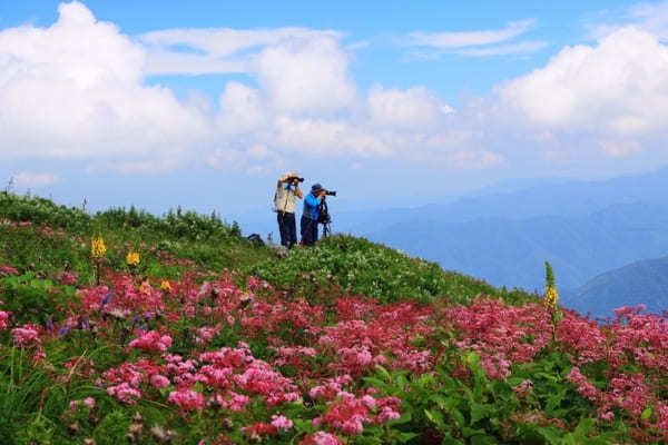 全国のおすすめ花畑85選！一面に絶景が広がる花の名所ガイド